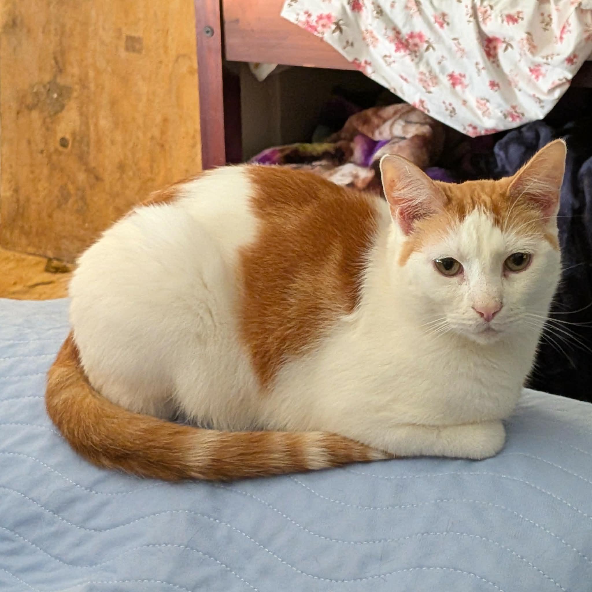 Enlarge Omelette, a ADOPTABLE Domestic Short Hair in ROWLETT, TX image 4/5