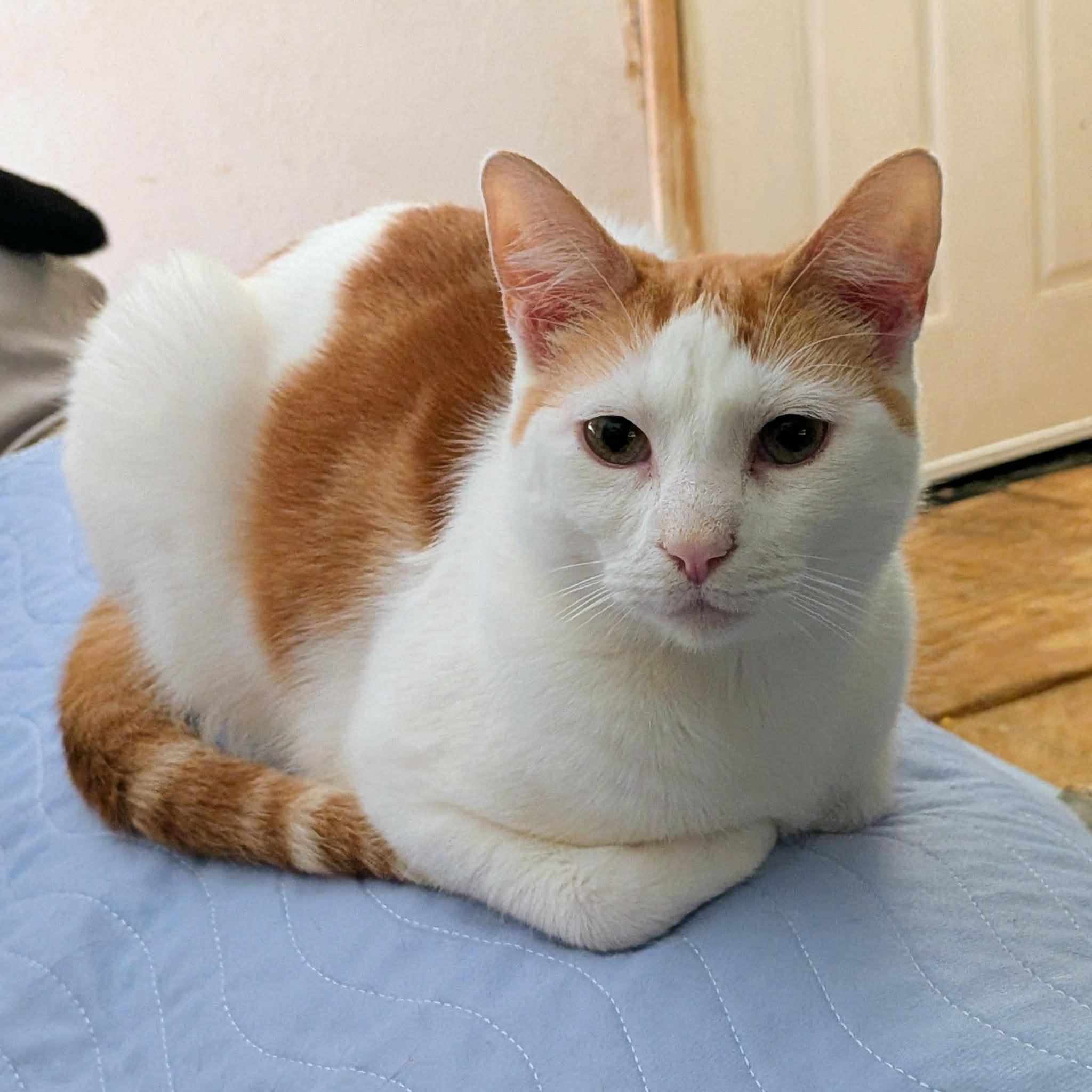 Enlarge Omelette, a ADOPTABLE Domestic Short Hair in ROWLETT, TX image 5/5