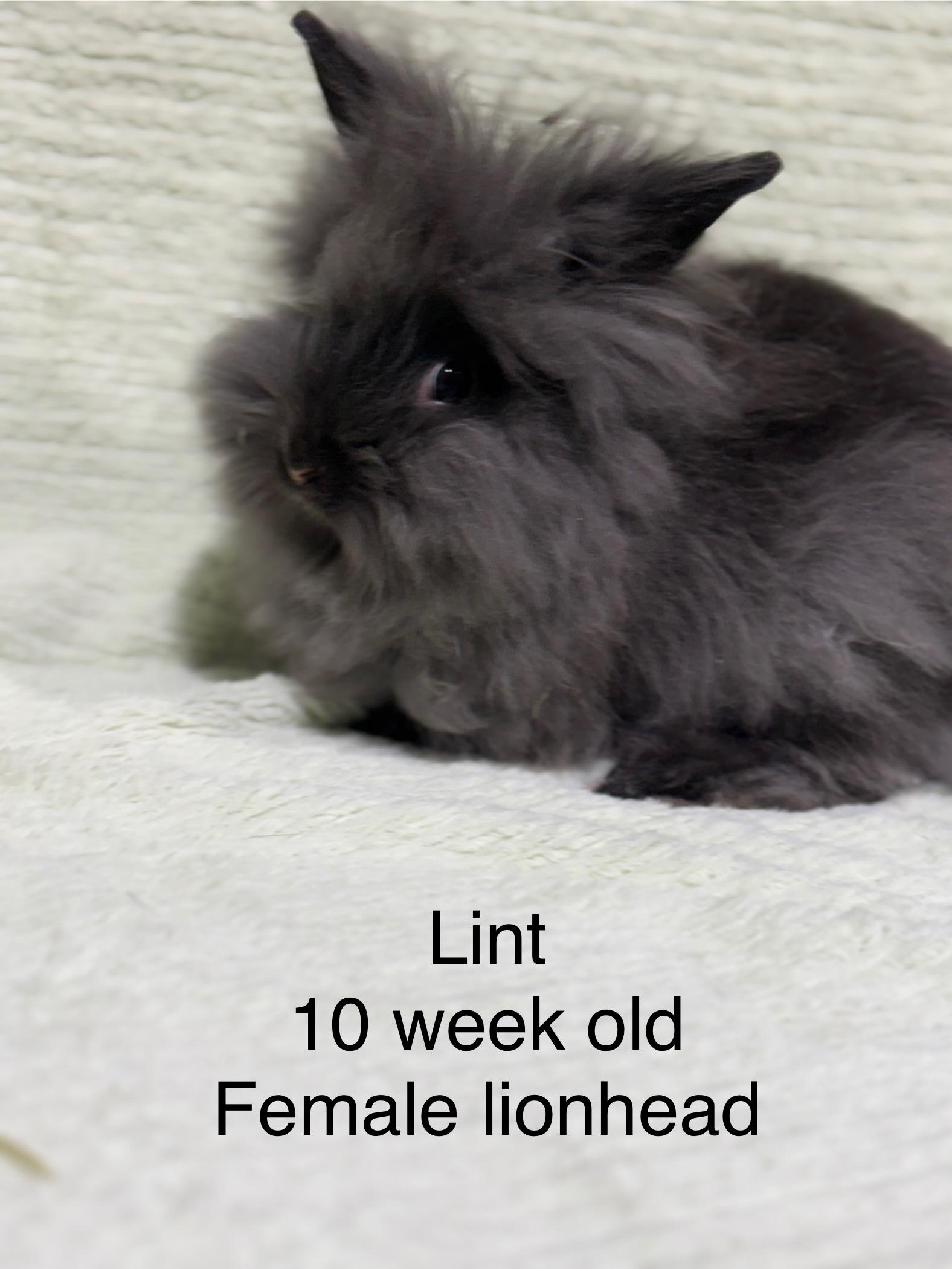 Lint