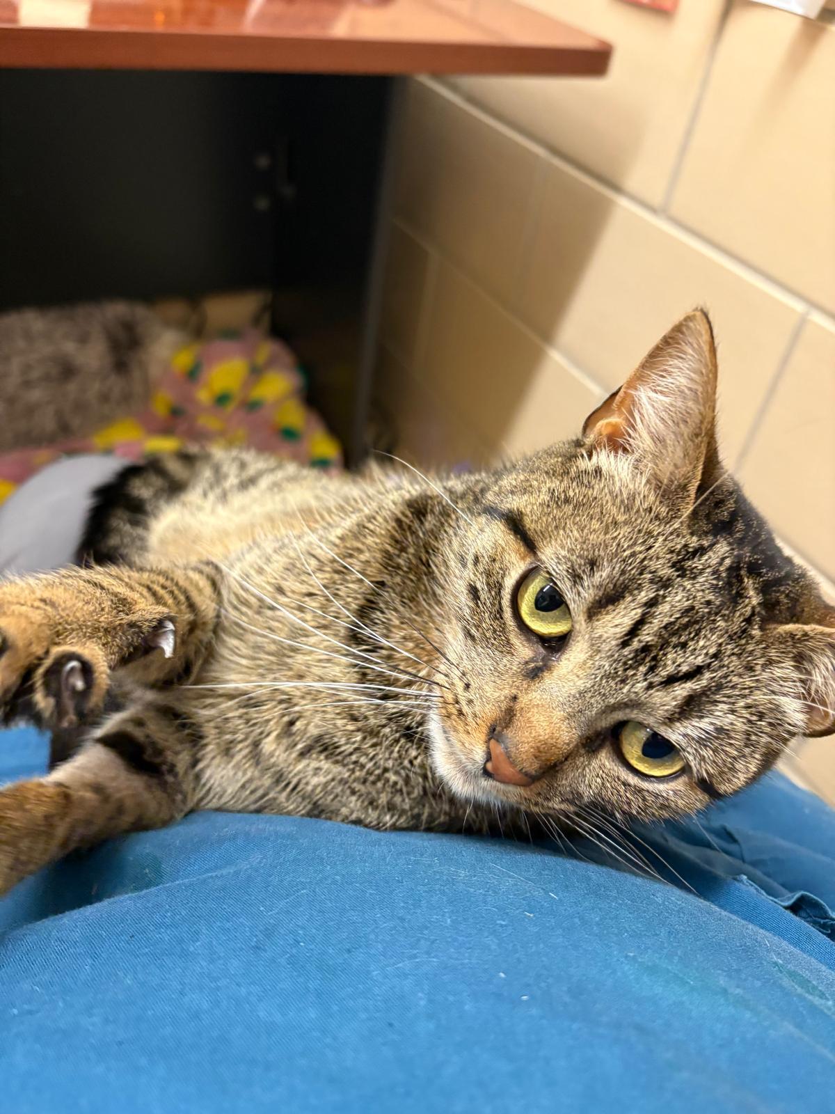 Enlarge Woody, a Adoptable mixed breed in Renfrew, PA image 2/4