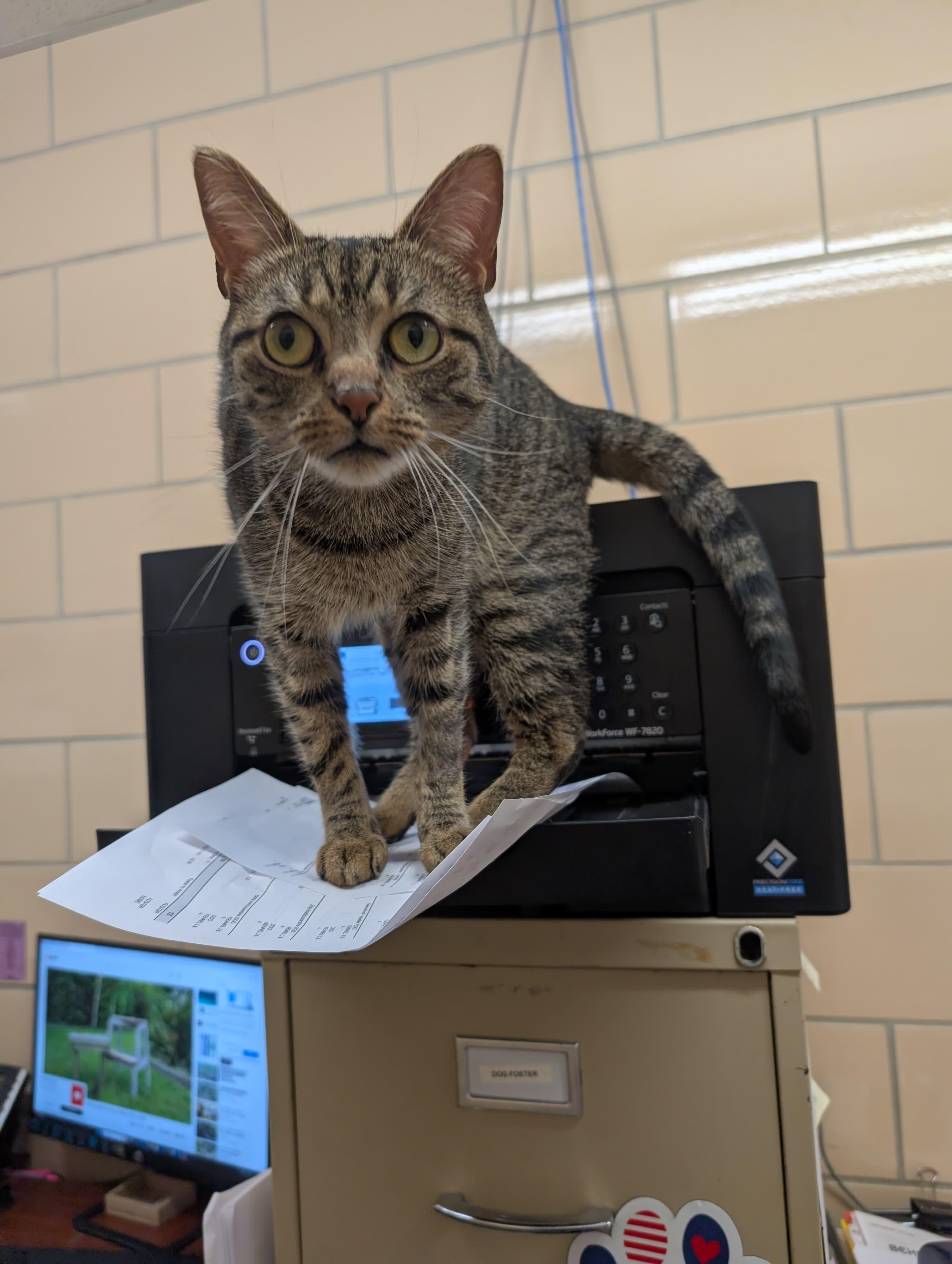 Enlarge Woody, a Adoptable mixed breed in Renfrew, PA image 1/4