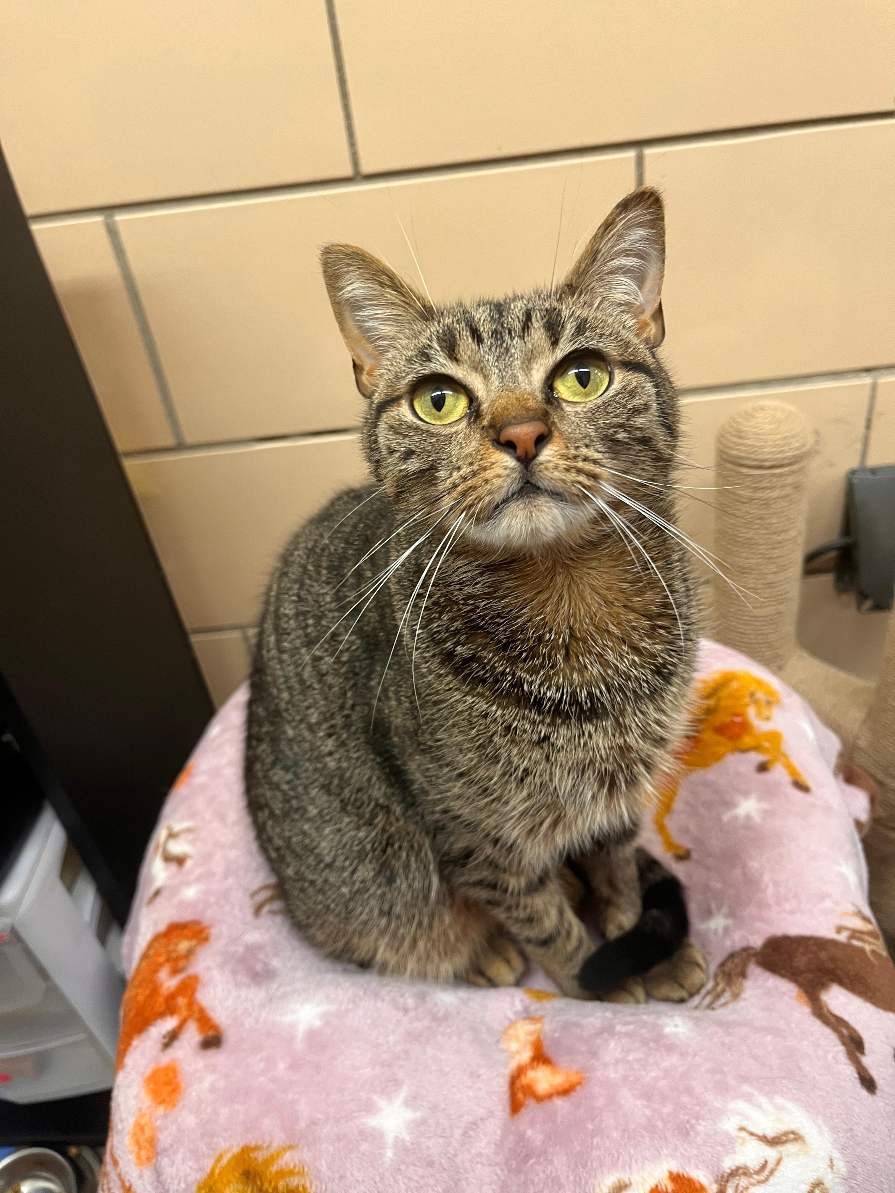 Enlarge Woody, a Adoptable mixed breed in Renfrew, PA image 3/4