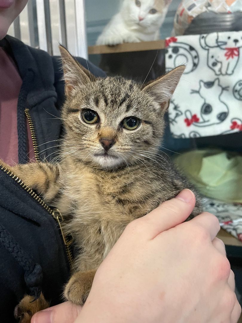 Enlarge Woody, a Adoptable mixed breed in Renfrew, PA image 4/4