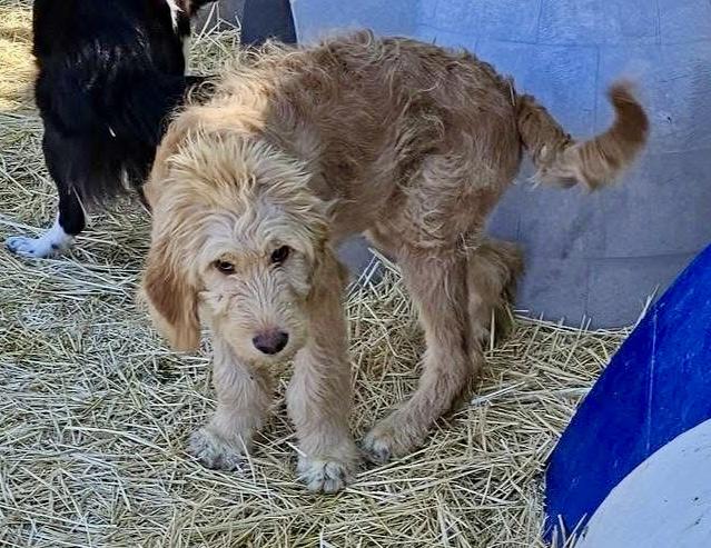 Enlarge Zoey, a Adopted mixed breed in Pocatello, ID image 5/5