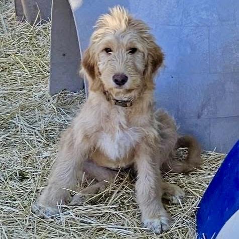 Enlarge Zoey, a Adopted mixed breed in Pocatello, ID image 2/5