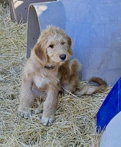 Enlarge Zoey, a Adopted mixed breed in Pocatello, ID image 4/5