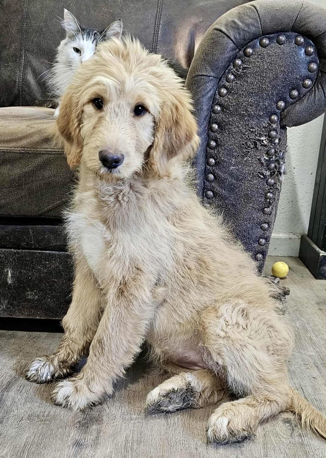 Enlarge Zoey, a Adopted mixed breed in Pocatello, ID image 1/5