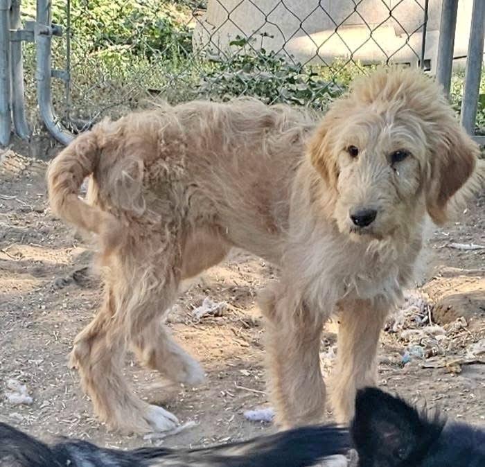Enlarge Zoey, a Adopted mixed breed in Pocatello, ID image 3/5