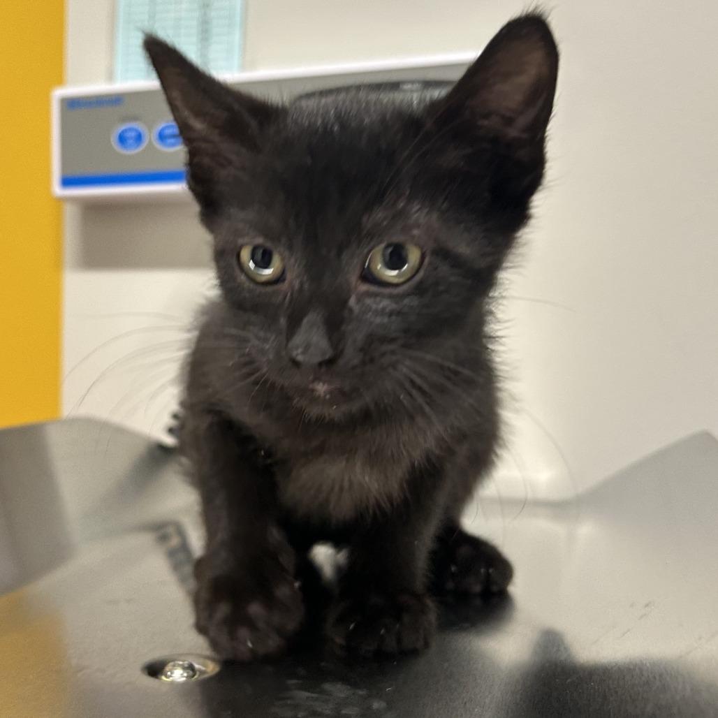 Odin, Adoptable, Kitten Male Domestic Short Hair.