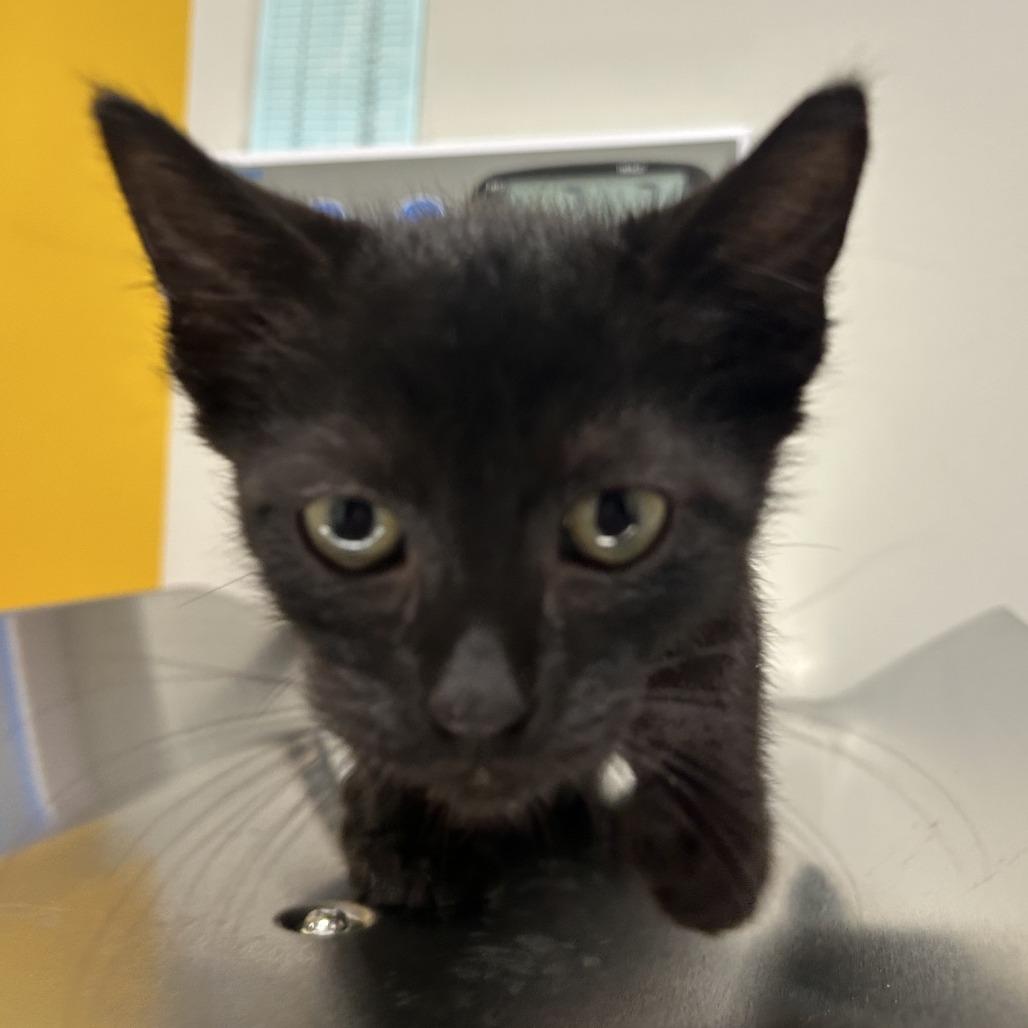 Enlarge Odin, a Adoptable Domestic Short Hair in Saint Cloud, MN image 2/2