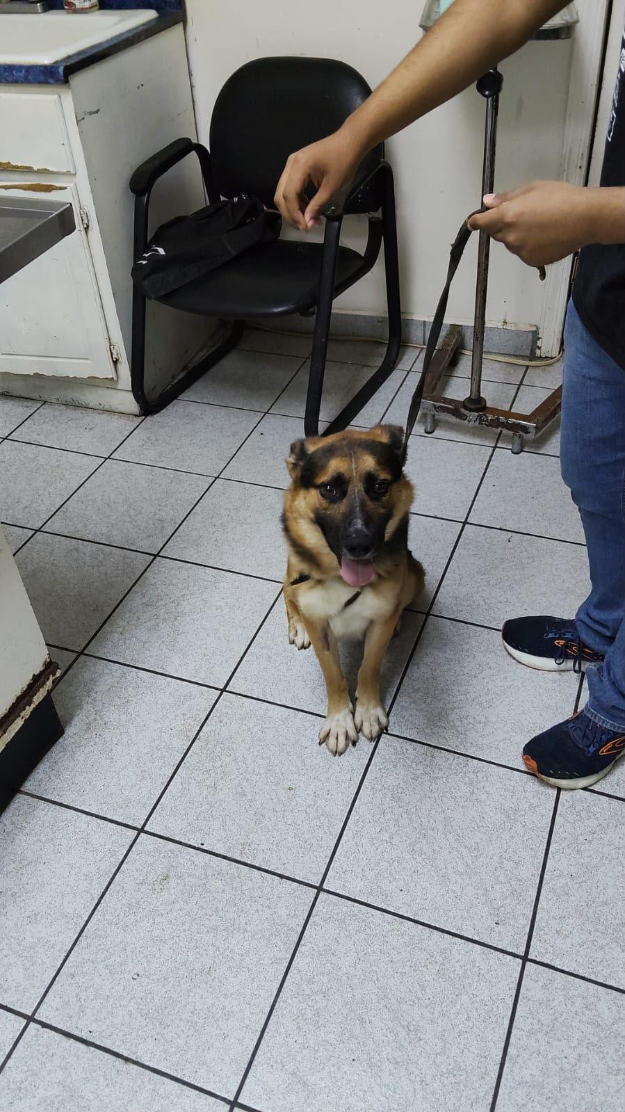 Benny, Adopted, Young Male German Shepherd Dog.
