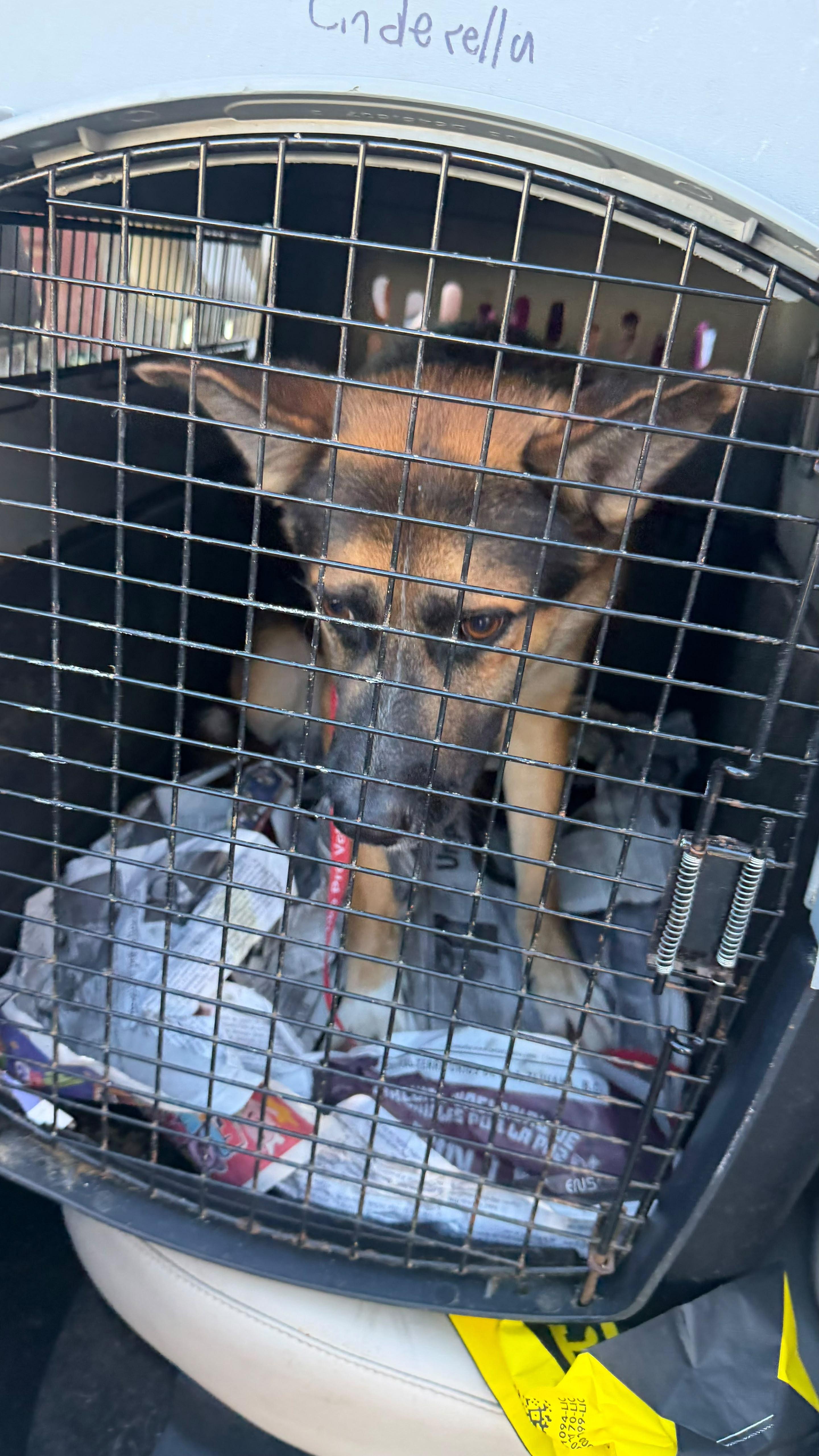 Enlarge Benny, a Adopted mixed breed in Inglewood, CA image 3/5