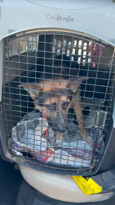 Enlarge Benny, a Adopted mixed breed in Inglewood, CA video 2/5