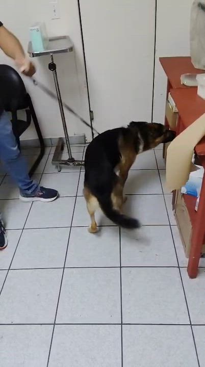 Enlarge Benny, a Adopted mixed breed in Inglewood, CA video 5/5
