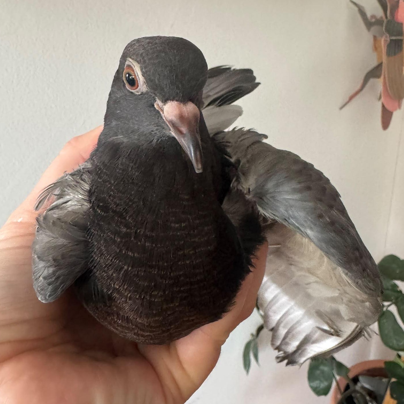 Enlarge Irving, a Adoptable Pigeon in Chicago, IL image 3/4