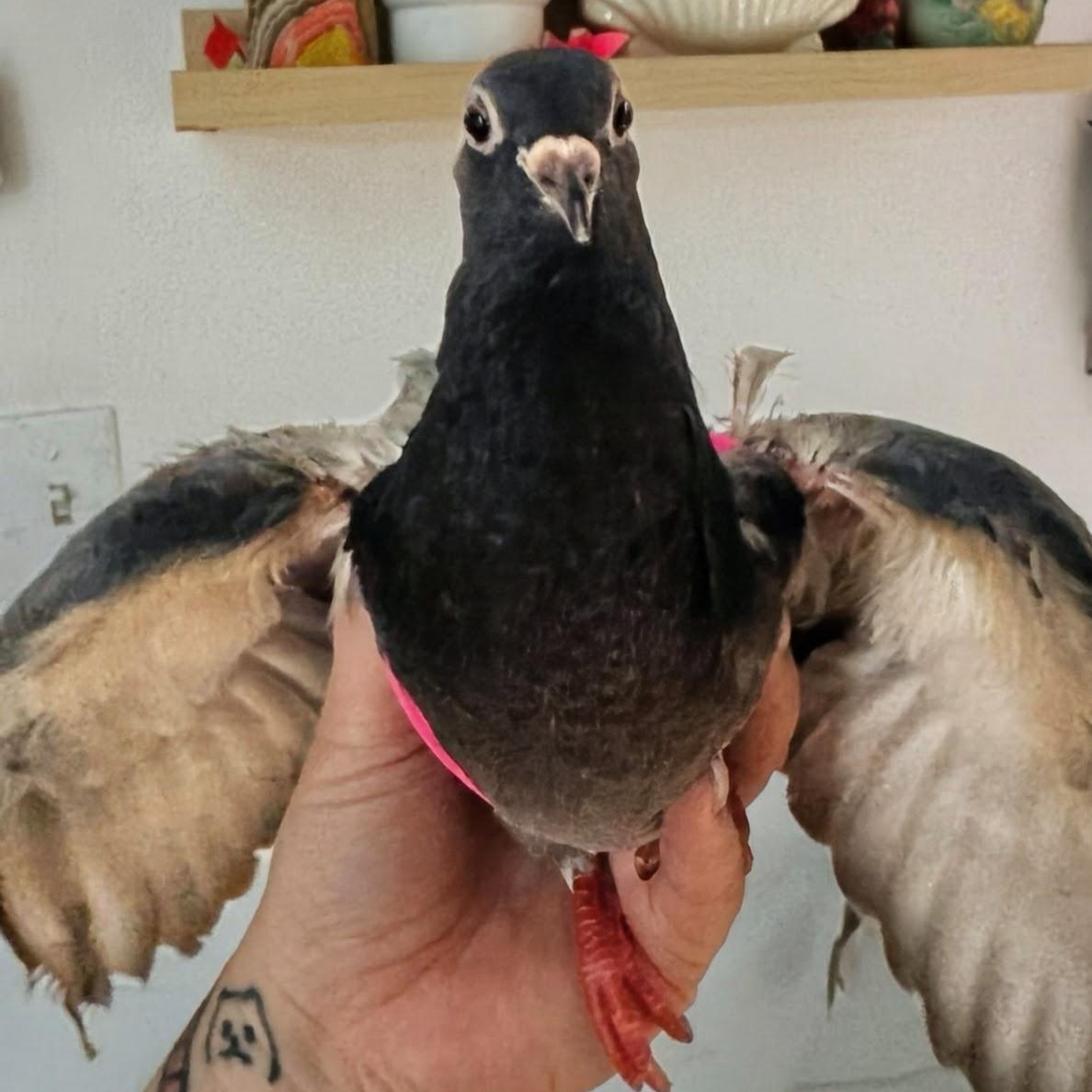 Irving, Adoptable, Young Unknown Pigeon.
