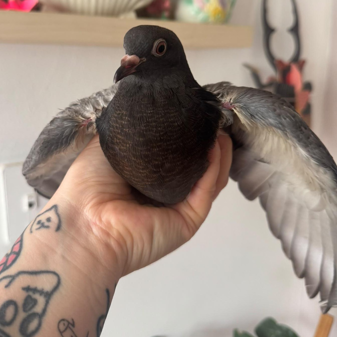 Enlarge Irving, a Adoptable Pigeon in Chicago, IL image 2/4