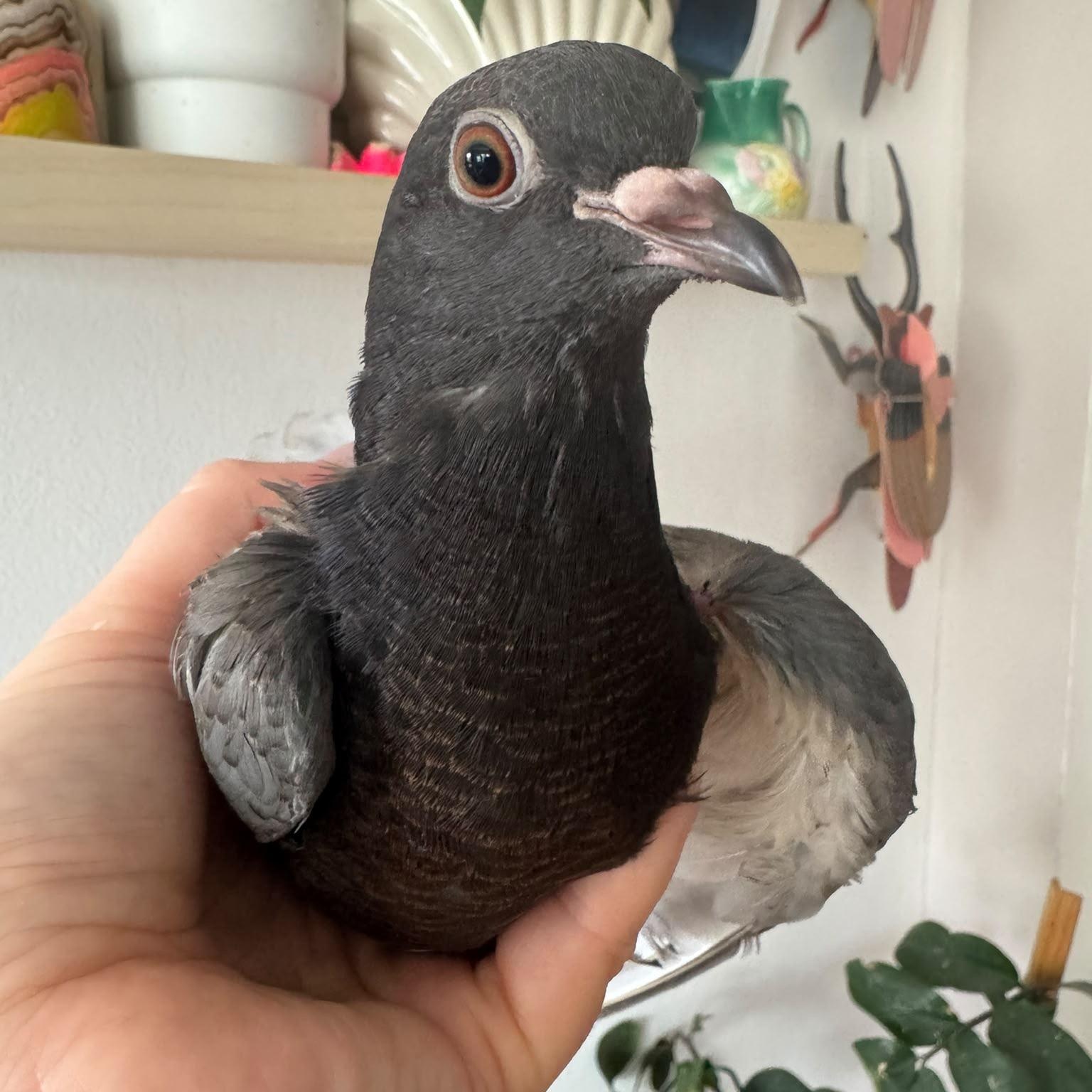 Enlarge Irving, a Adoptable Pigeon in Chicago, IL image 4/4