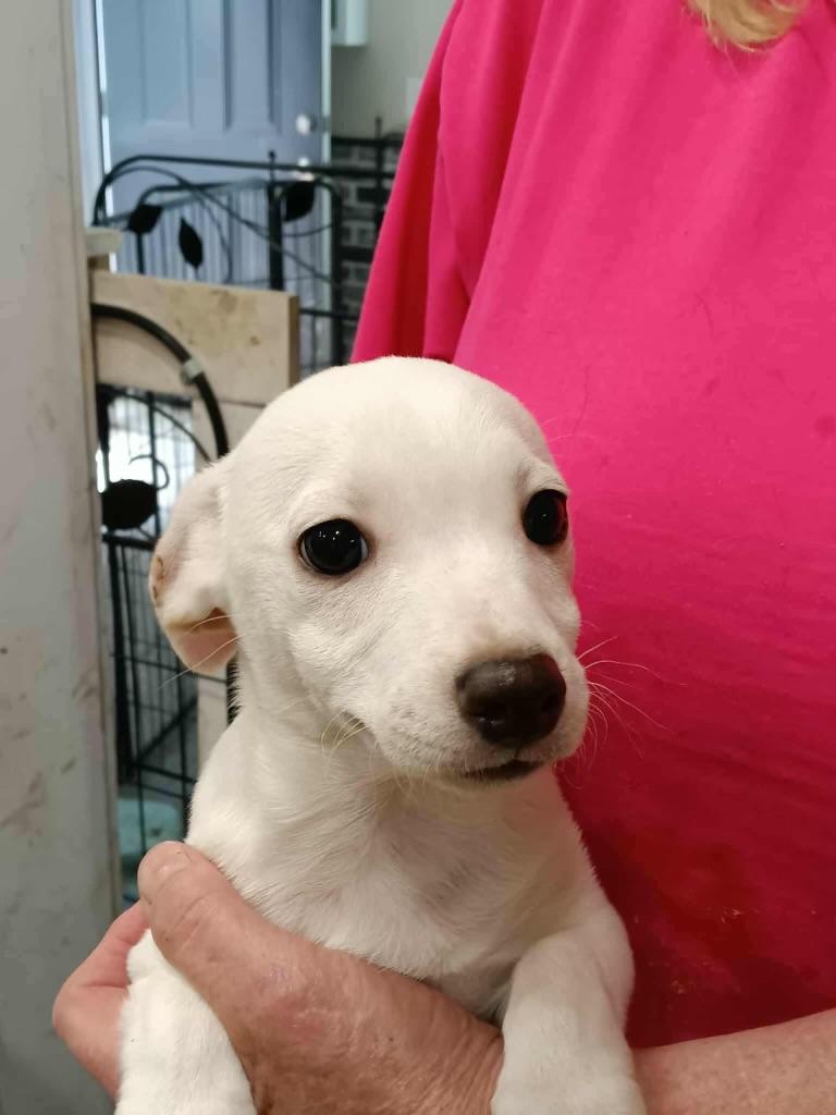 Enlarge Milkdud, a Adopted mixed breed in Cincinnati, OH image 1/3