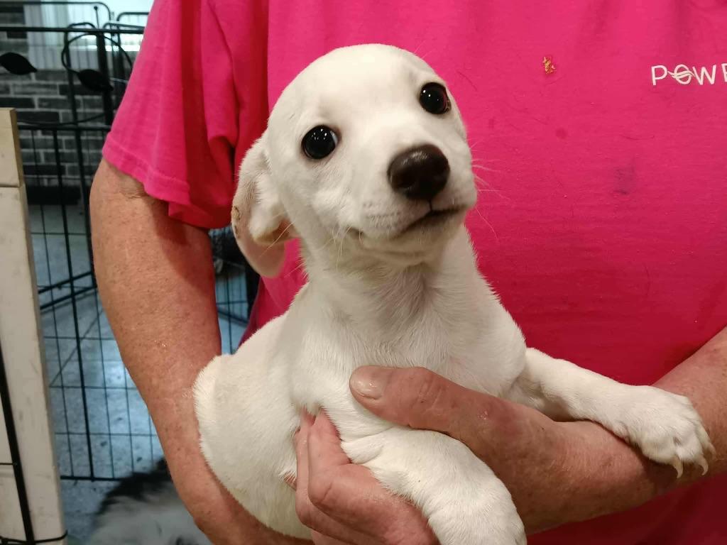 Enlarge Milkdud, a Adopted mixed breed in Cincinnati, OH image 2/3