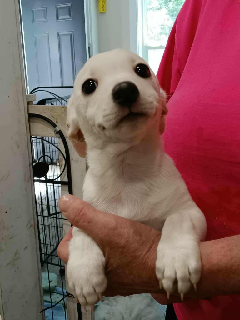 Enlarge Milkdud, a Adopted mixed breed in Cincinnati, OH image 3/3