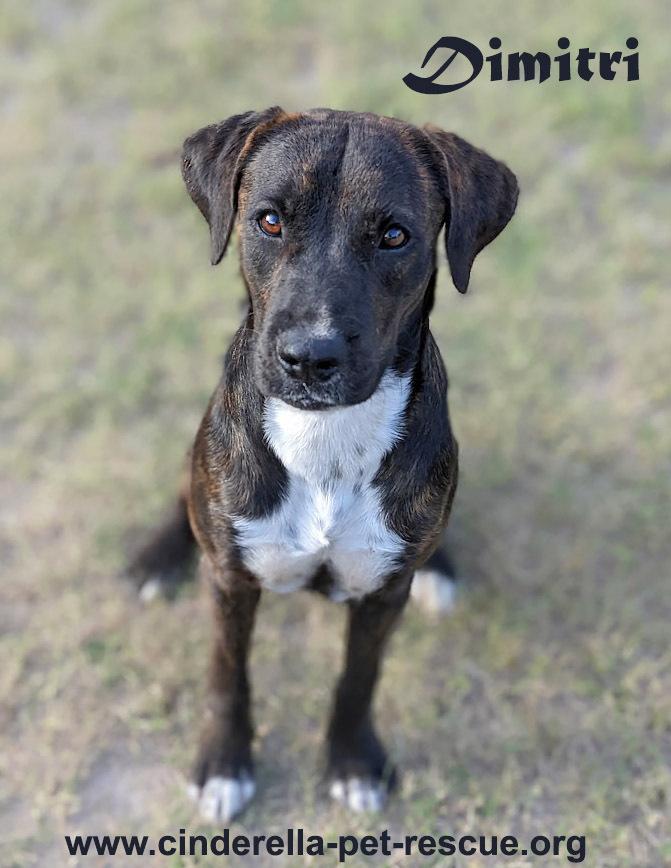 Enlarge Dimitri, a Adoptable mixed breed in Mission, TX image 1/6