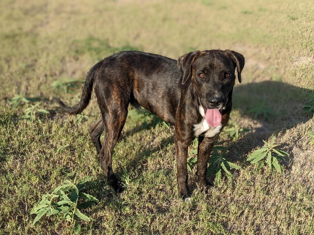 Enlarge Dimitri, a Adoptable mixed breed in Mission, TX image 2/6