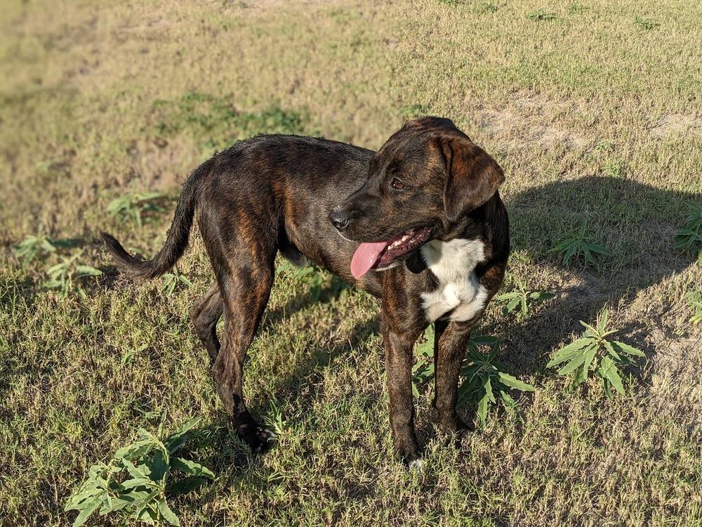 Enlarge Dimitri, a Adoptable mixed breed in Mission, TX image 3/6