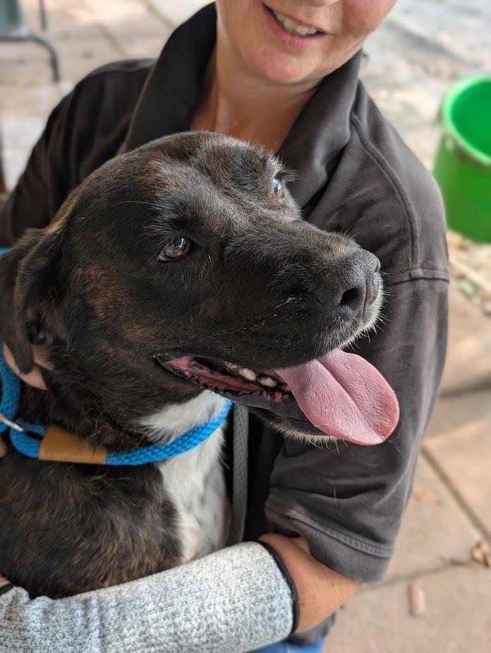 Dimitri, Adoptable, Adult Male Boxer & Plott Hound.