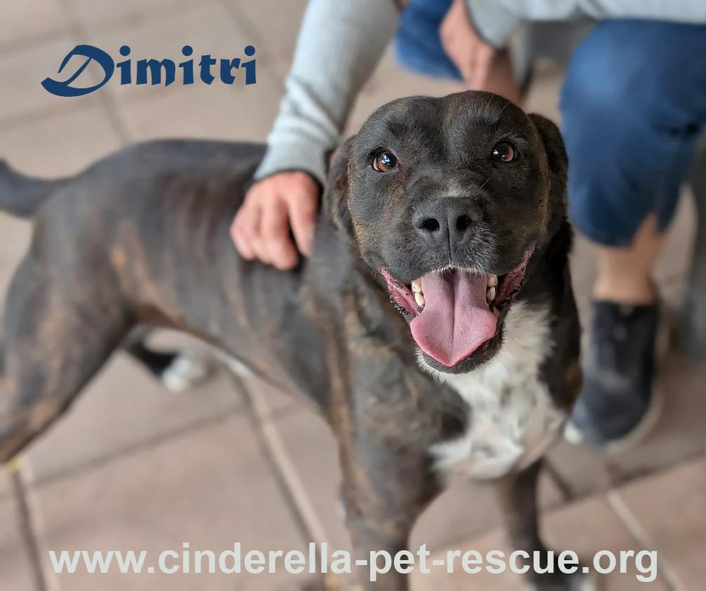 Enlarge Dimitri, a Adoptable mixed breed in Mission, TX image 5/6