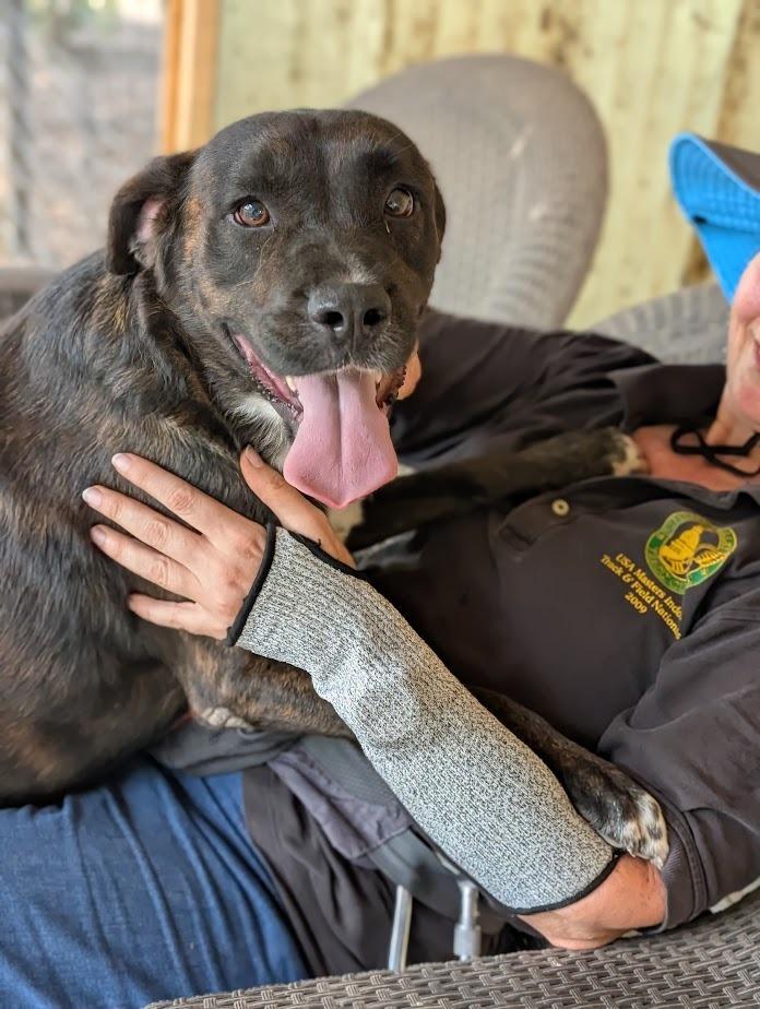 Enlarge Dimitri, a Adoptable mixed breed in Mission, TX image 6/6