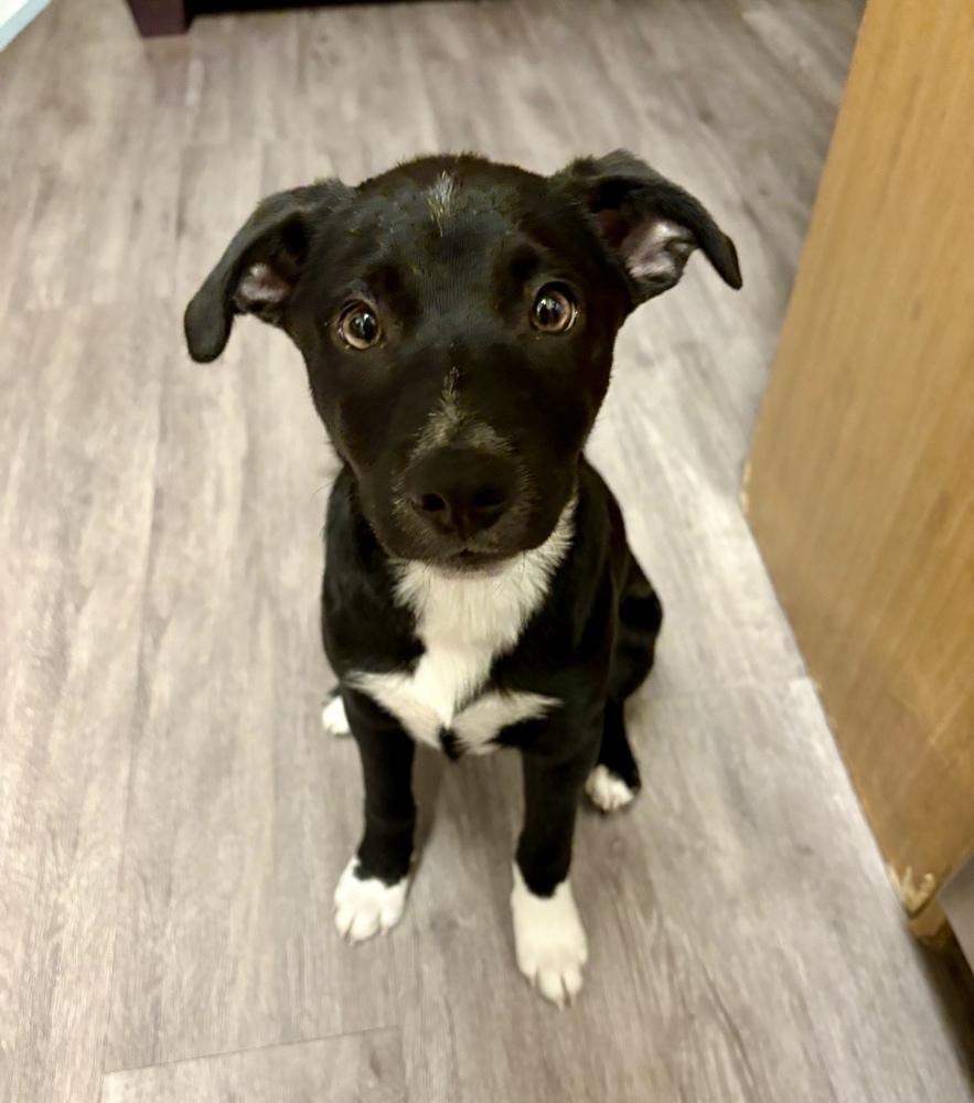 Enlarge Remi, a Adoptable mixed breed in Greenlawn, NY image 1/6