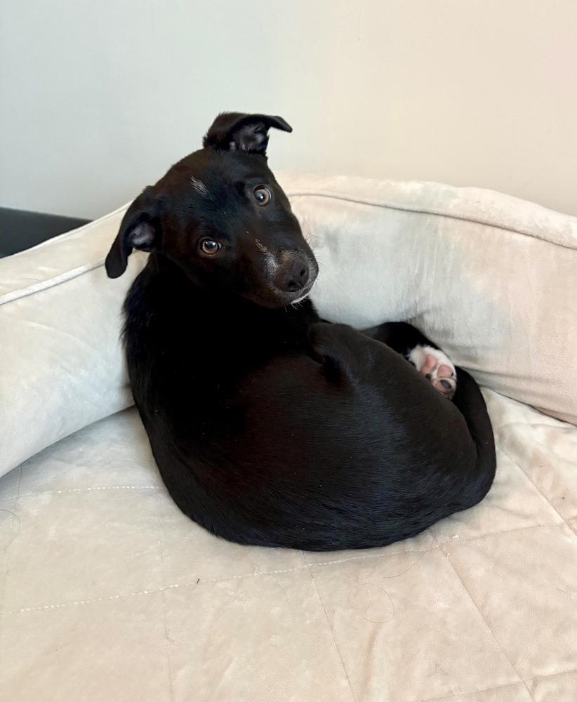 Enlarge Remi, a Adoptable mixed breed in Greenlawn, NY image 2/6