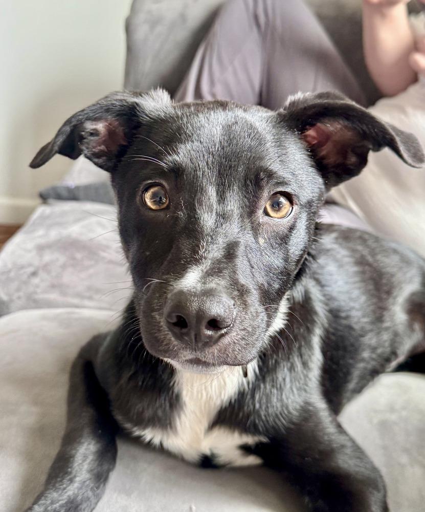 Enlarge Remi, a Adoptable mixed breed in Greenlawn, NY image 3/6