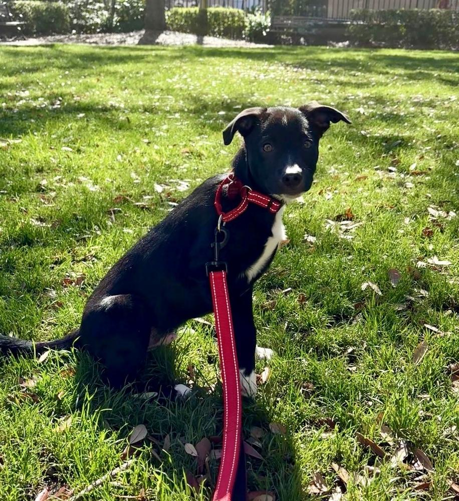 Enlarge Remi, a Adoptable mixed breed in Greenlawn, NY image 4/6