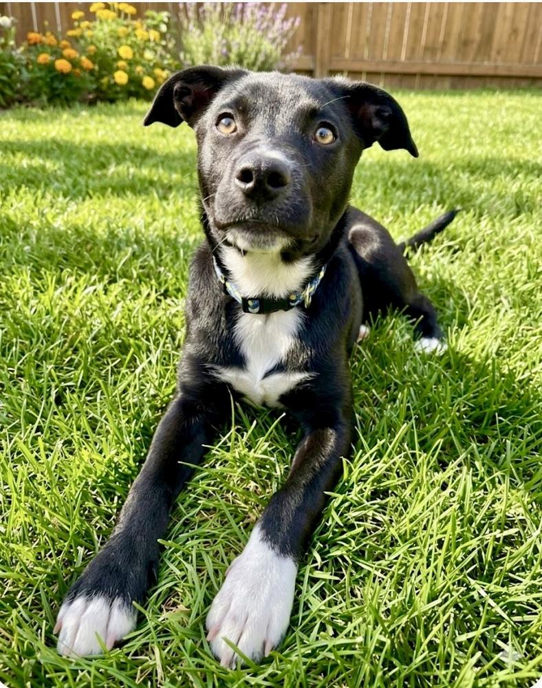 Enlarge Remi, a Adoptable mixed breed in Greenlawn, NY image 5/6