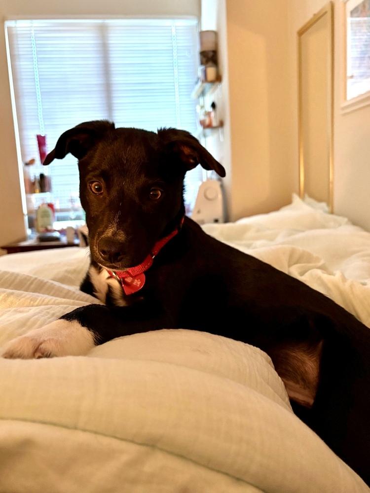 Enlarge Remi, a Adoptable mixed breed in Greenlawn, NY image 6/6