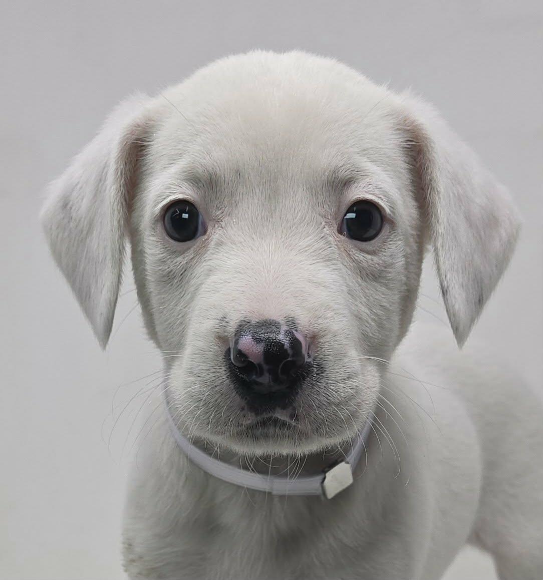 Enlarge Fanny, an adopted mixed breed in Newport, TN image 1/3