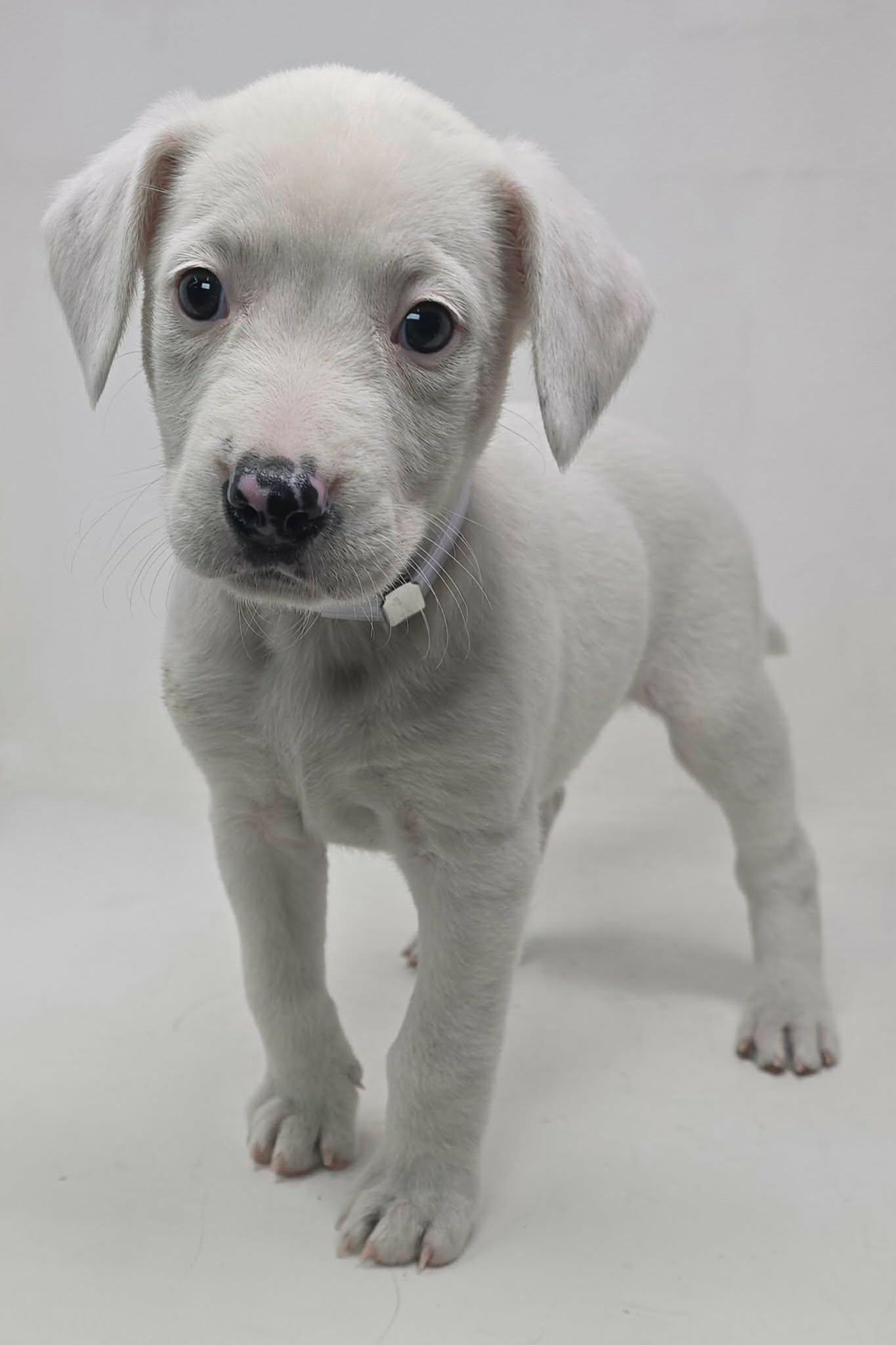 Enlarge Fanny, an adopted mixed breed in Newport, TN image 3/3