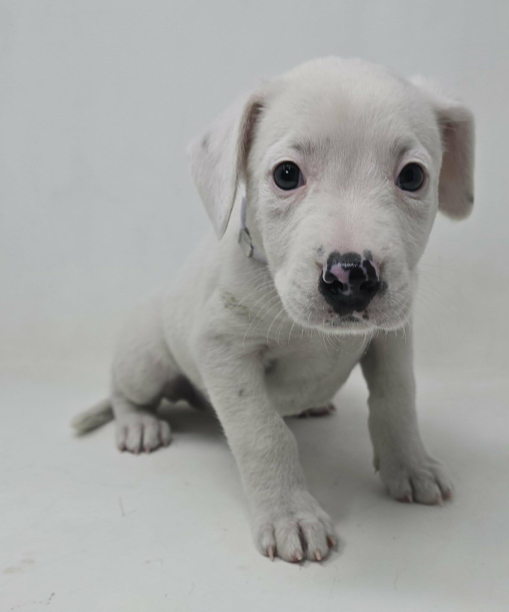 Enlarge Fanny, an adopted mixed breed in Newport, TN image 2/3