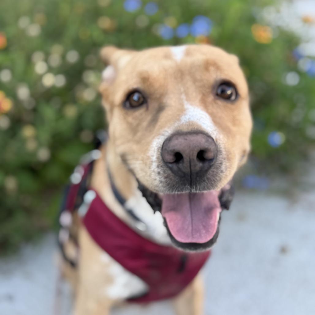 Rocco, Adoptable, Adult Male Mixed Breed.