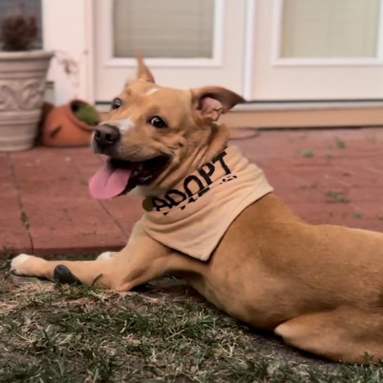 Enlarge Rocco, a Adoptable Mixed Breed in Houston, TX image 2/5