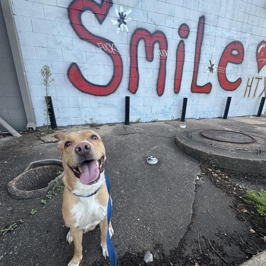 Enlarge Rocco, a Adoptable Mixed Breed in Houston, TX image 3/5