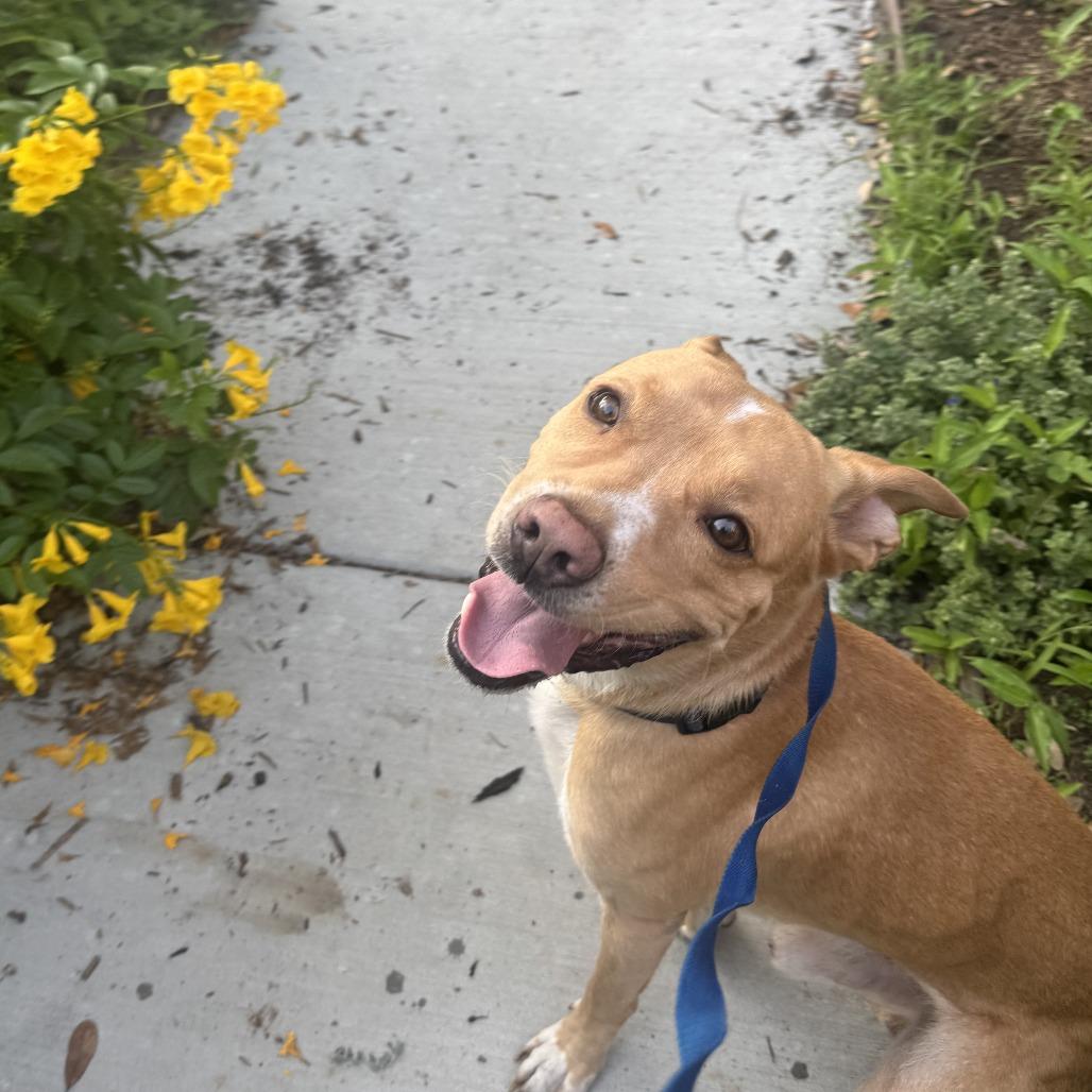 Enlarge Rocco, a Adoptable Mixed Breed in Houston, TX image 4/5