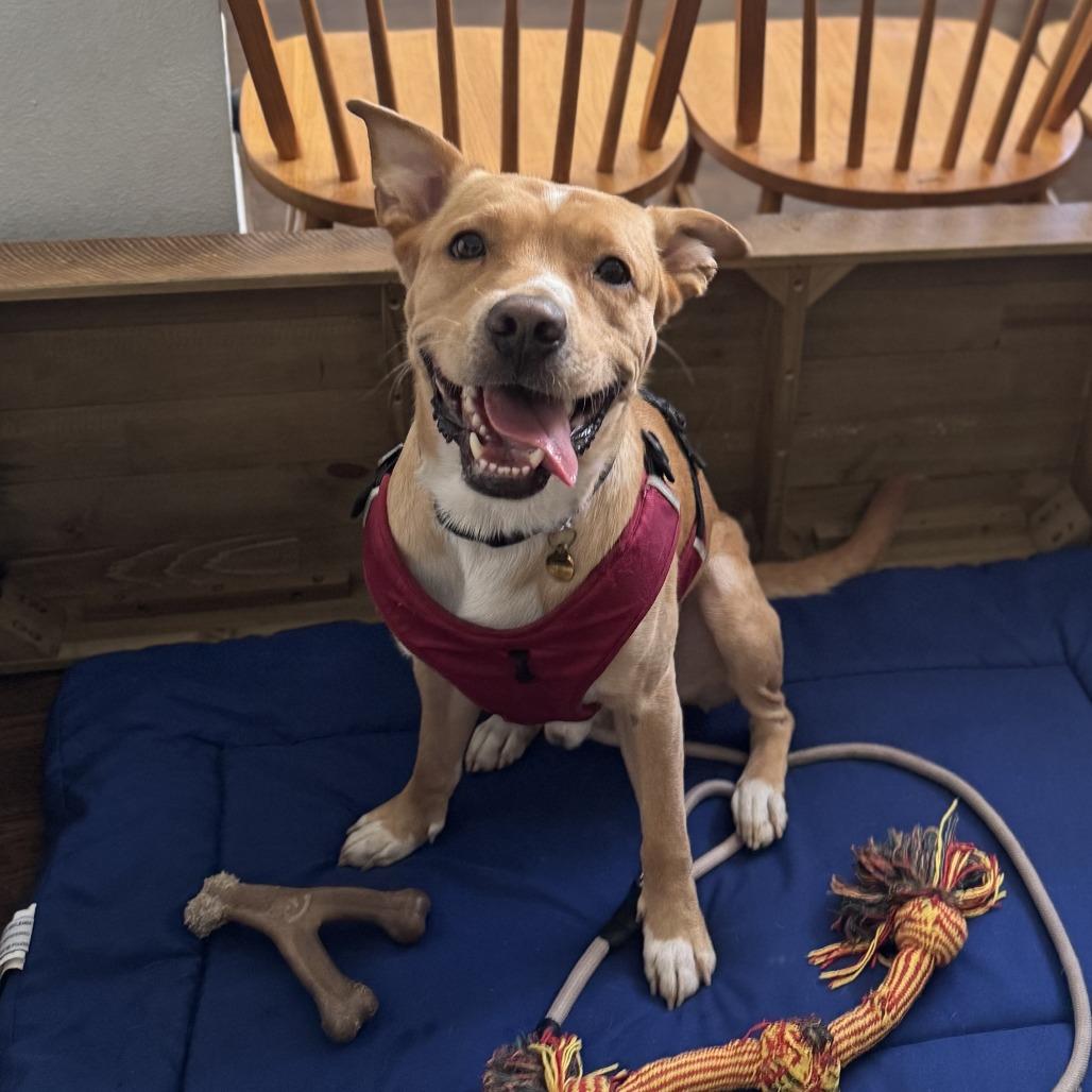 Enlarge Rocco, a Adoptable Mixed Breed in Houston, TX image 5/5