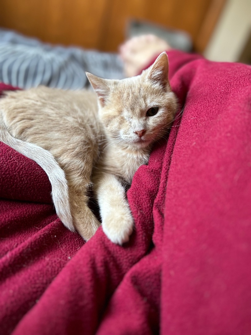 Wendy, Adopted, Kitten Female Domestic Short Hair.