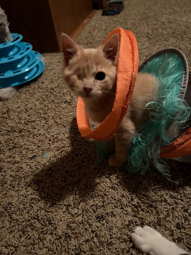 Wendy, a Adopted Domestic Short Hair in Rice, MN image 2/5