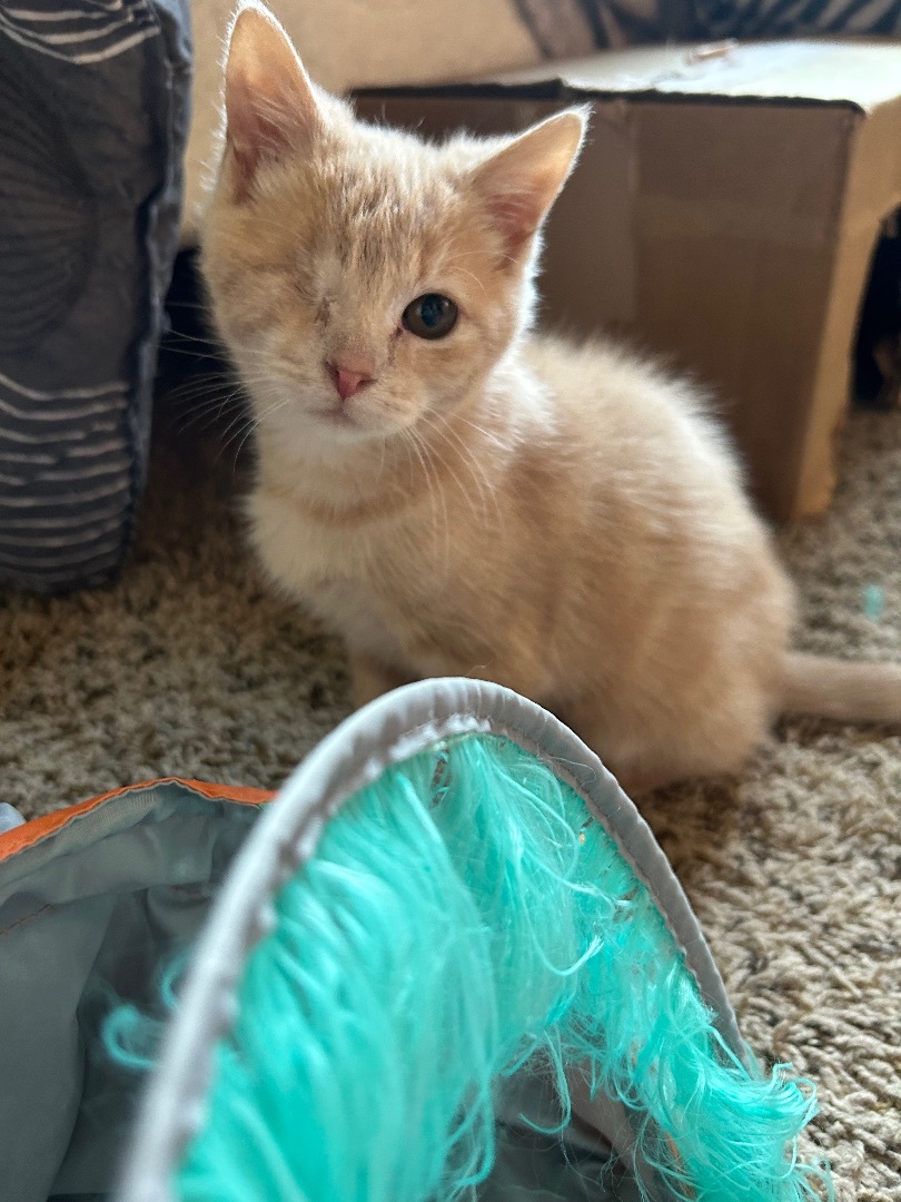 Wendy, a Adopted Domestic Short Hair in Rice, MN image 3/5