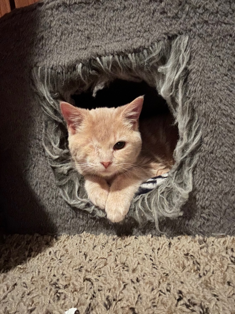 Wendy, a Adopted Domestic Short Hair in Rice, MN image 4/5