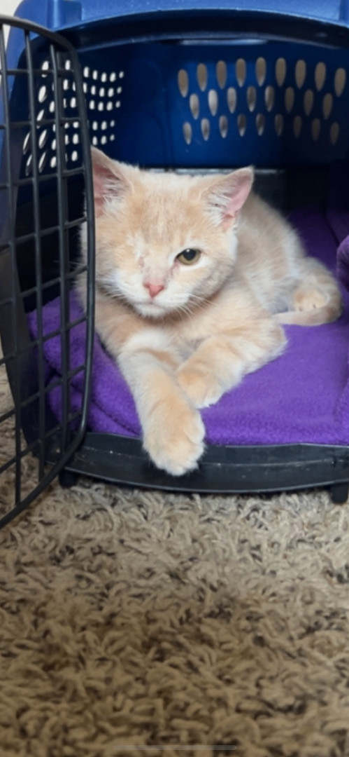 Wendy, a Adopted Domestic Short Hair in Rice, MN image 5/5